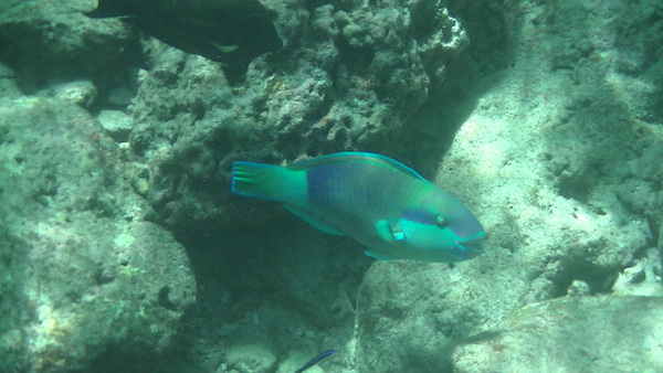 プーケットの海の青い魚