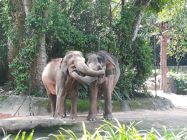 シンガポール動物園